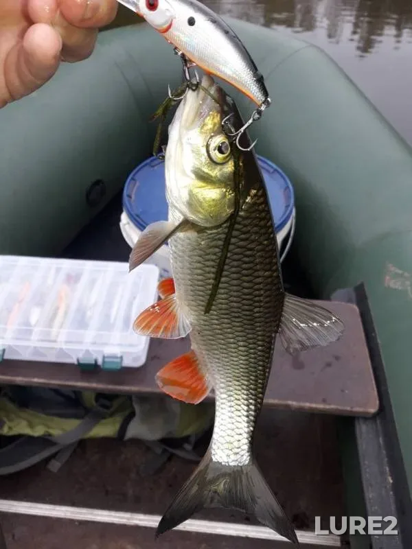 Chub, Pike — Desna, Sep 29, 2019