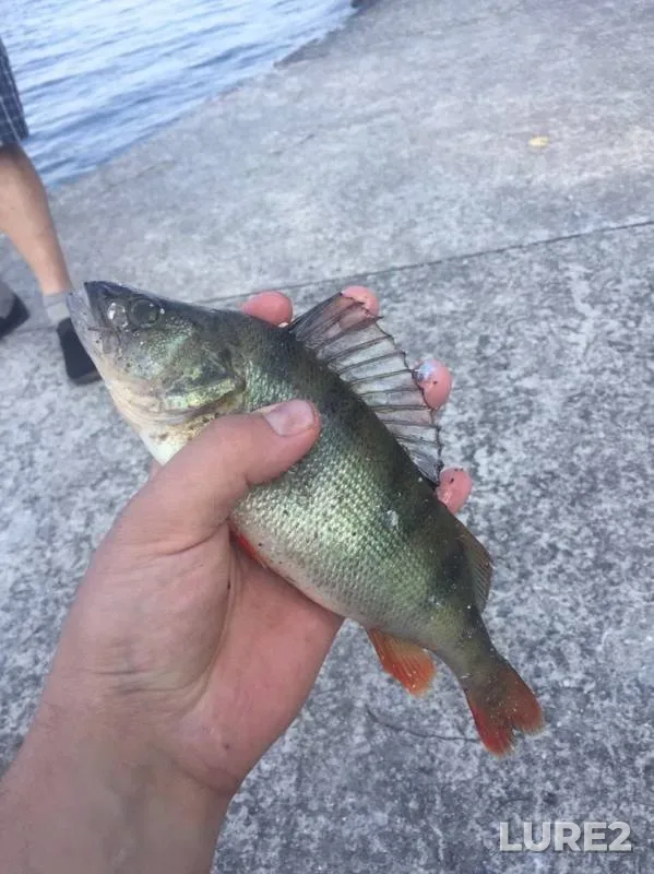 Crucian carp, Perch — Desna, Sep 09, 2019
