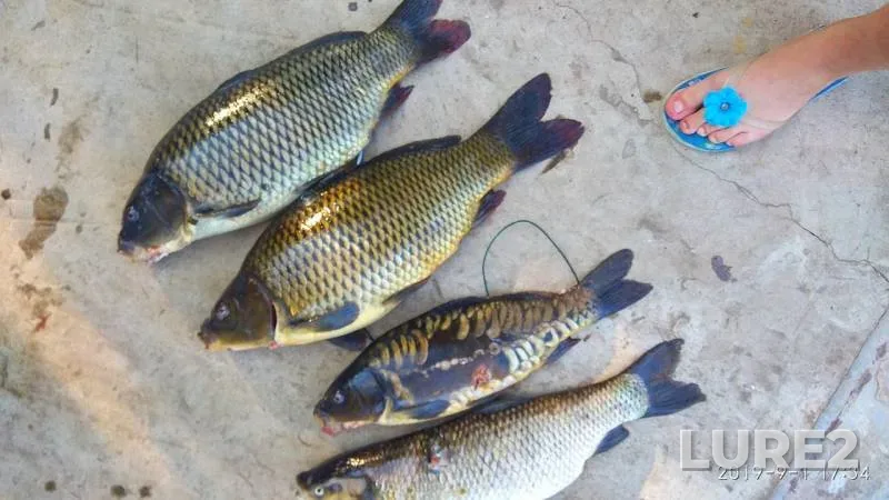 Carp — Desnogorskoye, Sep 02, 2019