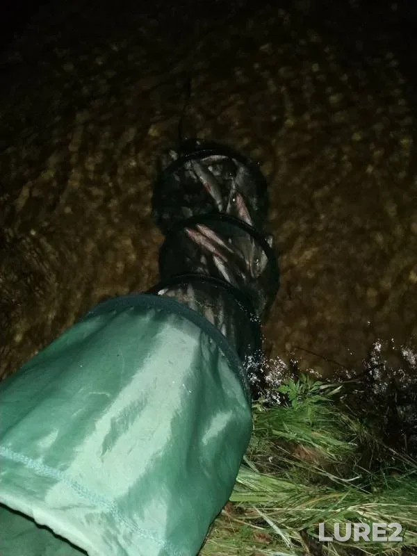 Bream — Desna, Aug 26, 2019