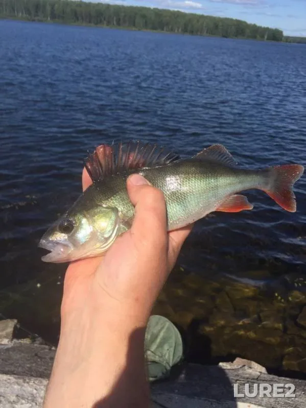 Crucian carp, Perch — Desna, Aug 25, 2019