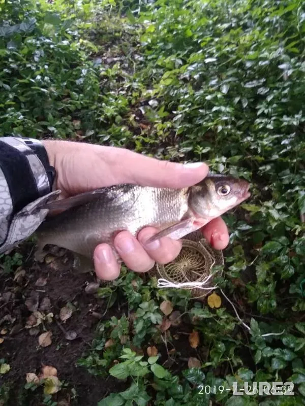 Bream — Desna, Jul 26, 2019