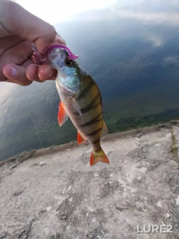 Perch, Zander — Desnogorskoye, Jul 25, 2019