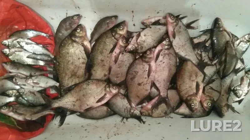 Bream, Perch — Desna, May 13, 2019