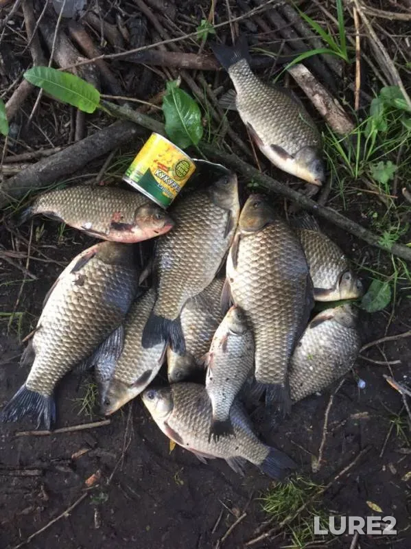 Crucian carp — Smolenskaya oblast, May 20, 2019