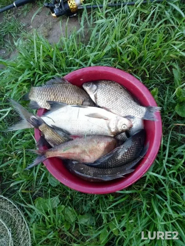 Bream, Crucian carp — Desna, May 26, 2019