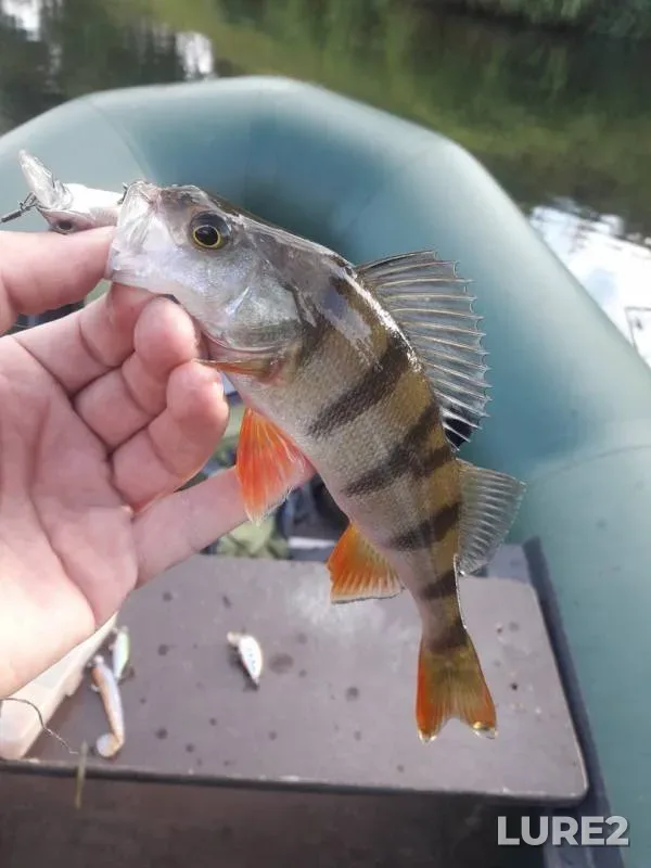 Chub, Perch — Desna, Jul 07, 2019