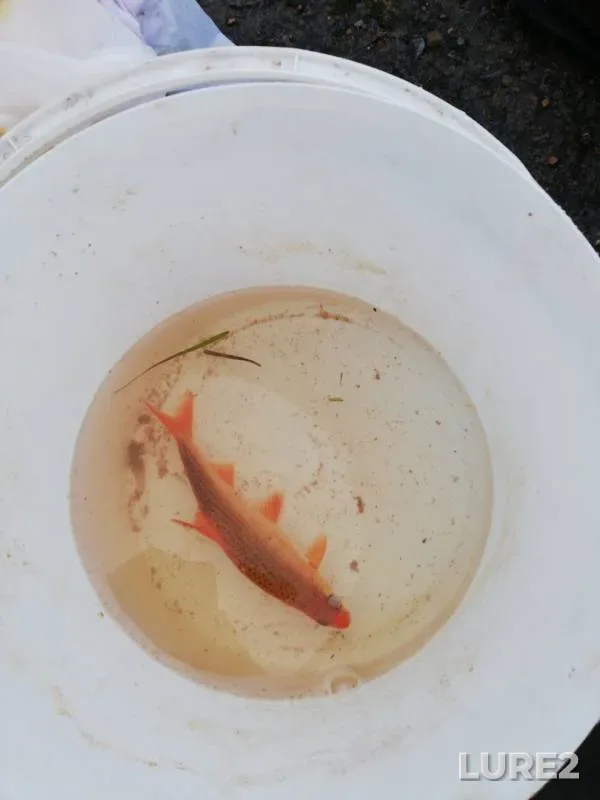 Roach — Desna, Feb 20, 2019