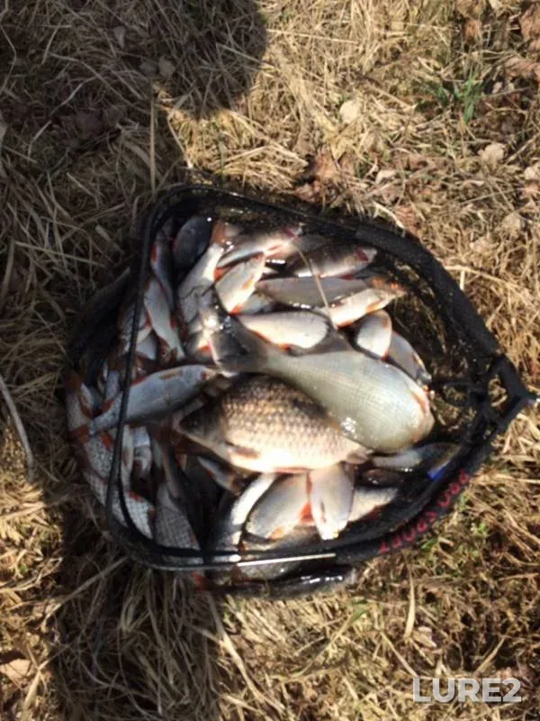 Bream, Crucian carp — Desna, Mar 31, 2019