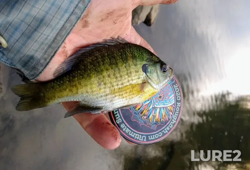 Bluegill — Heidecke Lake, May 05, 2019