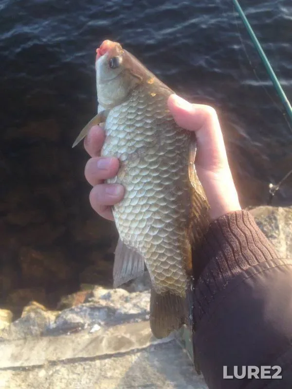 Crucian carp — Desna, May 05, 2018