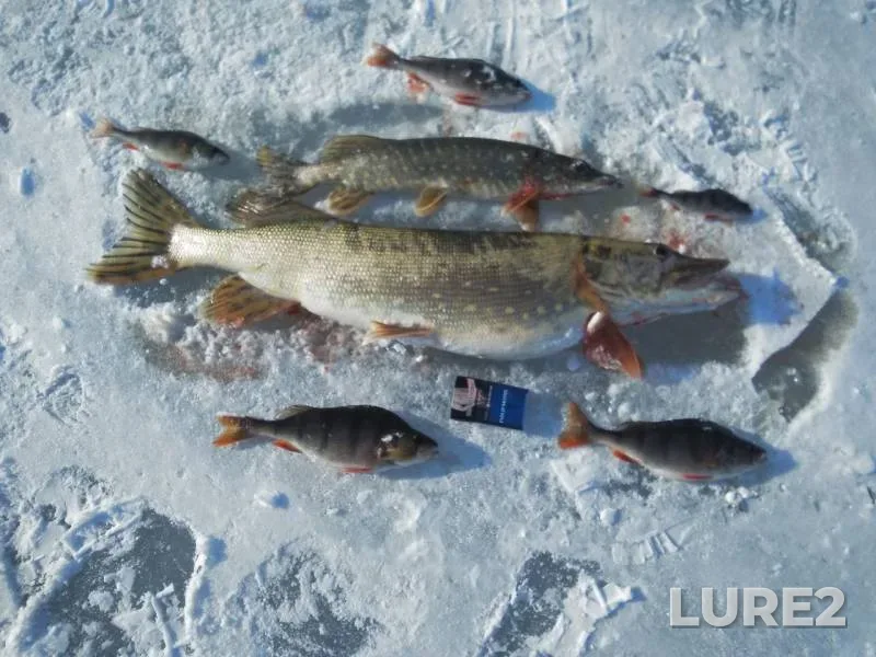 Perch, Pike — Smolenskaya oblast, Mar 12, 2019