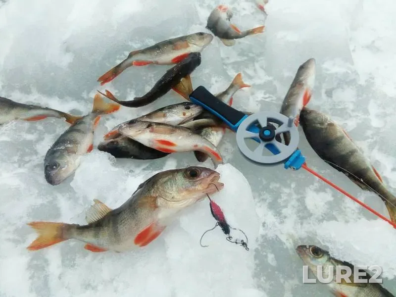 Perch — Khoroshovskoye, Feb 06, 2019