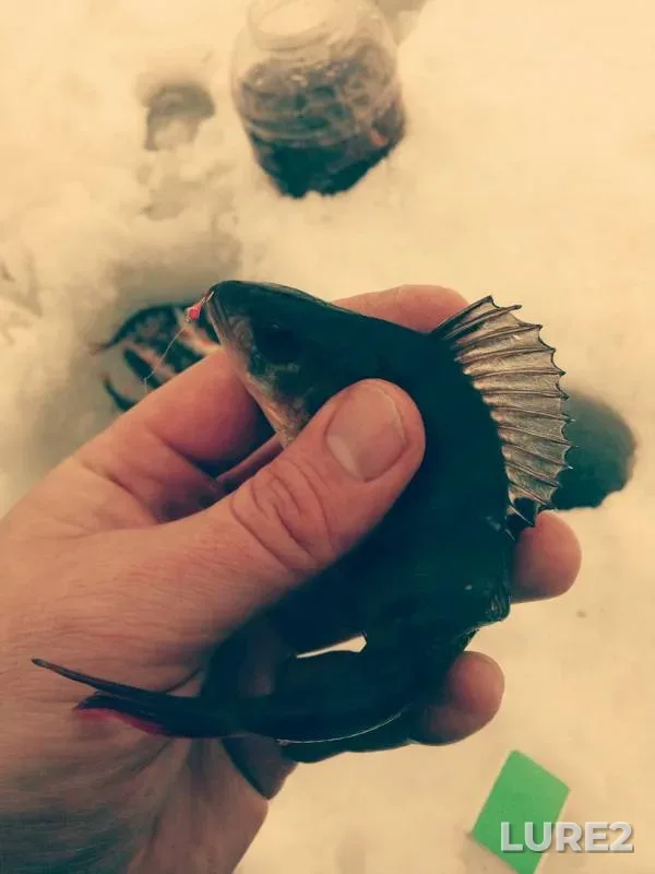 Perch — Khoroshovskoye, Feb 02, 2019