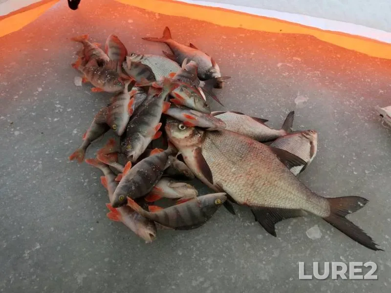 Bream, Perch — Desna, Jan 20, 2019