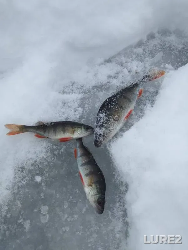 Perch — Desnogorskoye, Jan 13, 2019