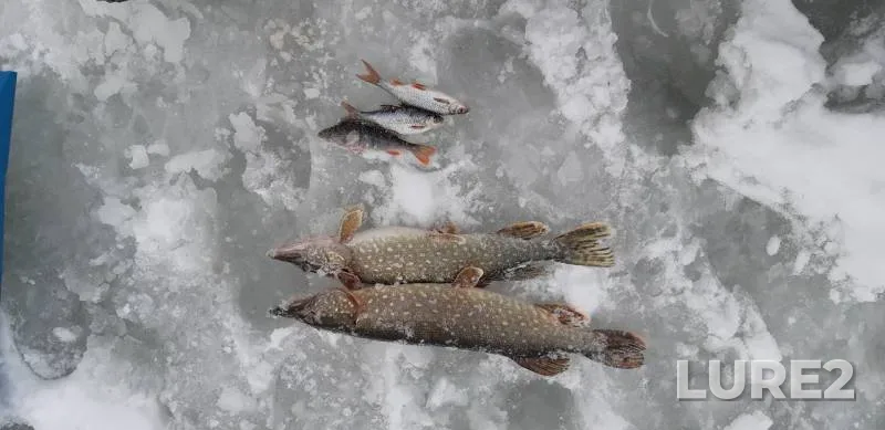 Perch, Pike — Solozha, Jan 06, 2019