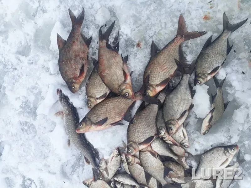 Bream, Pike — Desnogorskoye, Dec 29, 2018