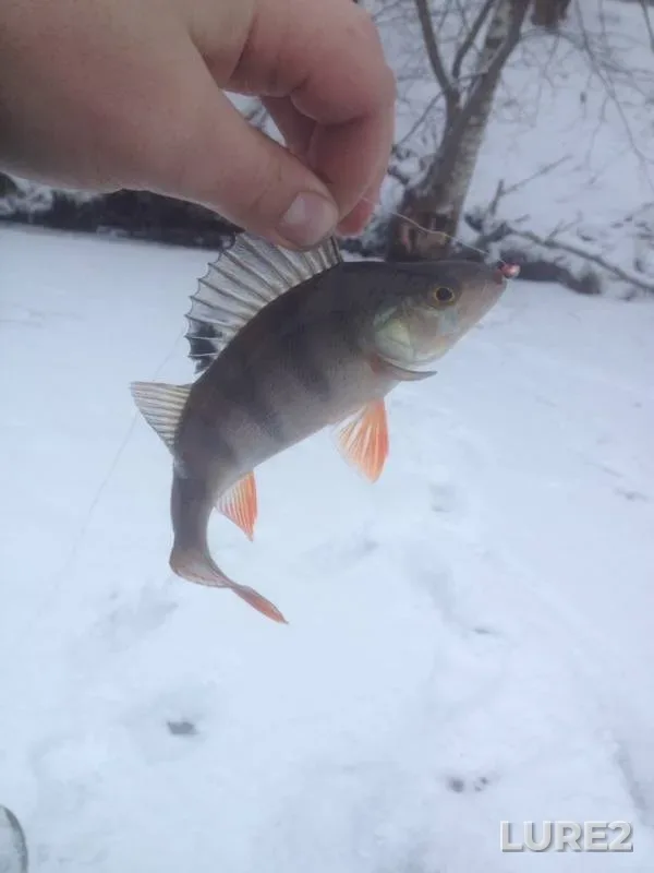 Perch — Solozha, Dec 22, 2018