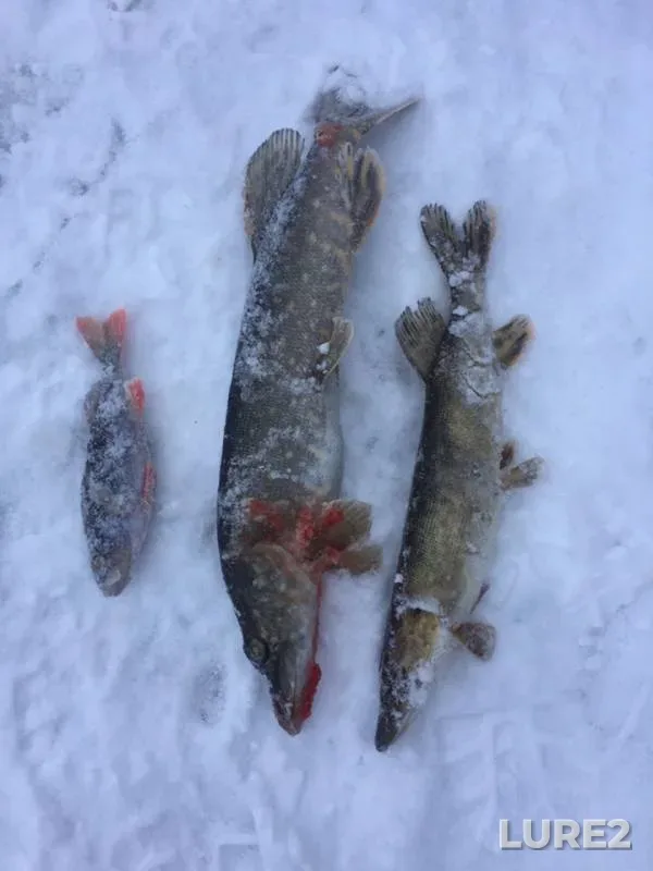 Perch, Pike — Desna, Dec 20, 2018