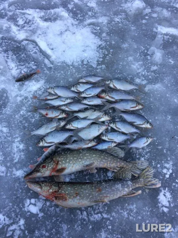 Bream, Pike — Solozha, Dec 08, 2018