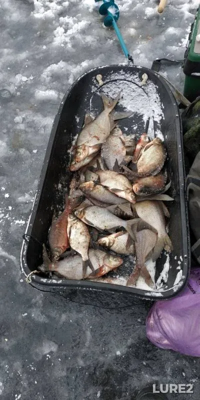 Bream — Desnogorskoye, Dec 07, 2018