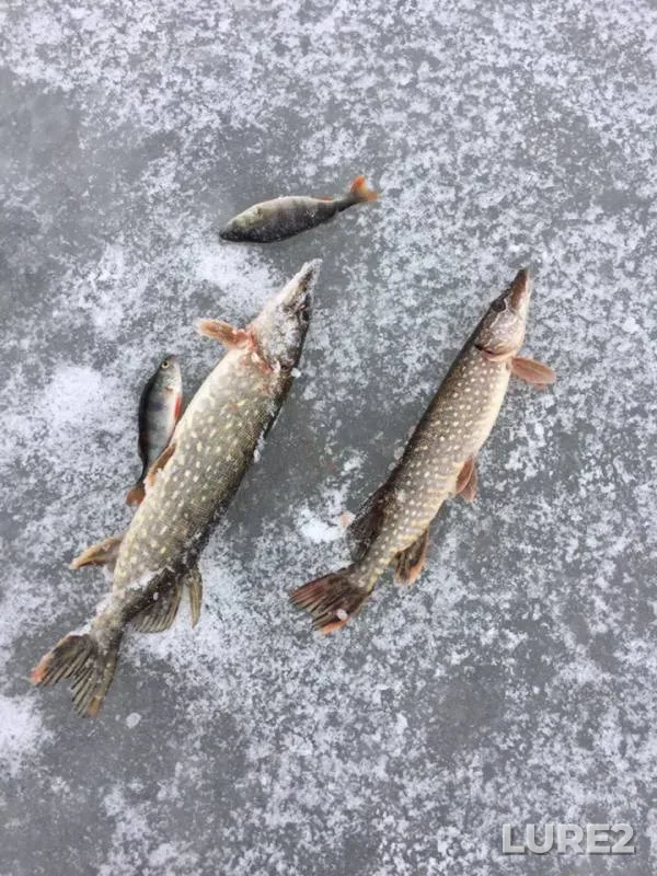 Perch, Pike — Desna, Dec 07, 2018