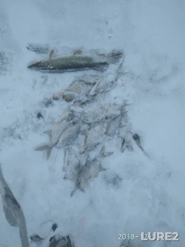 Bream, Pike — Desnogorskoye, Dec 03, 2018