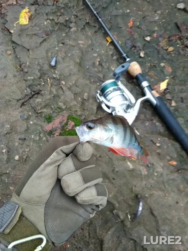 Perch — Desnogorskoye, Oct 30, 2018