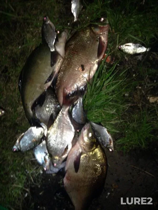 Bream, White bream — Sozh, May 29, 2018