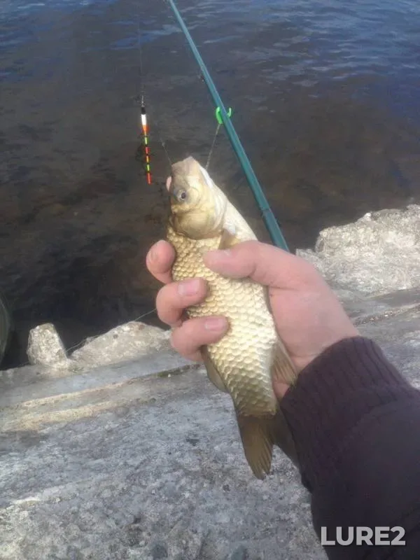 Crucian carp — Desna, Apr 27, 2018