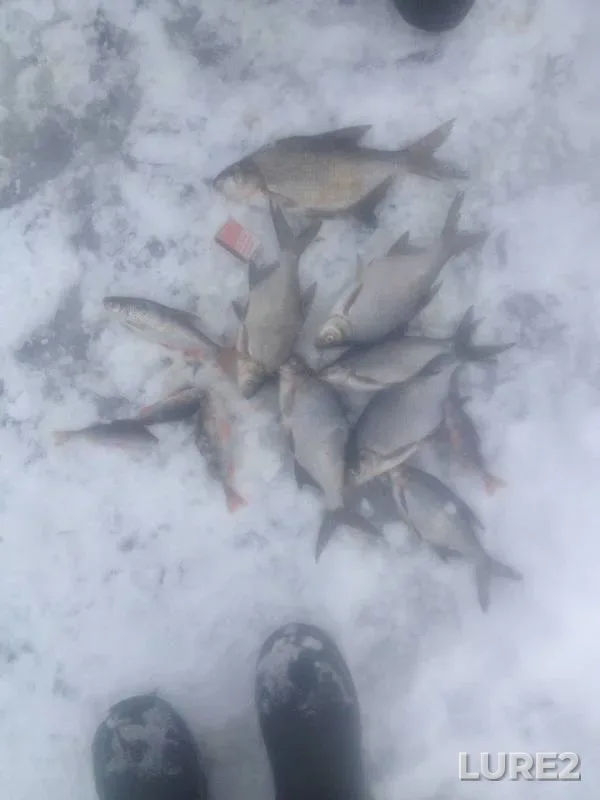 Bream, Perch — Desna, Mar 06, 2018
