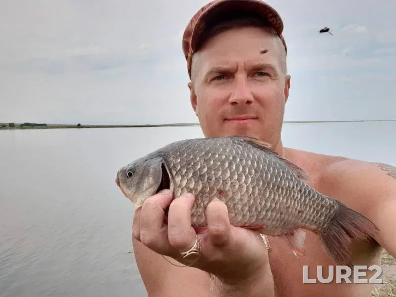 Crucian carp — Chyornoye, Aug 28, 2019