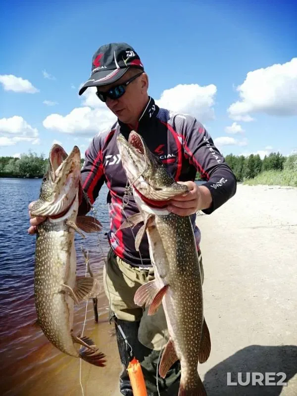 Perch, Pike — Lyamin, Jul 06, 2019