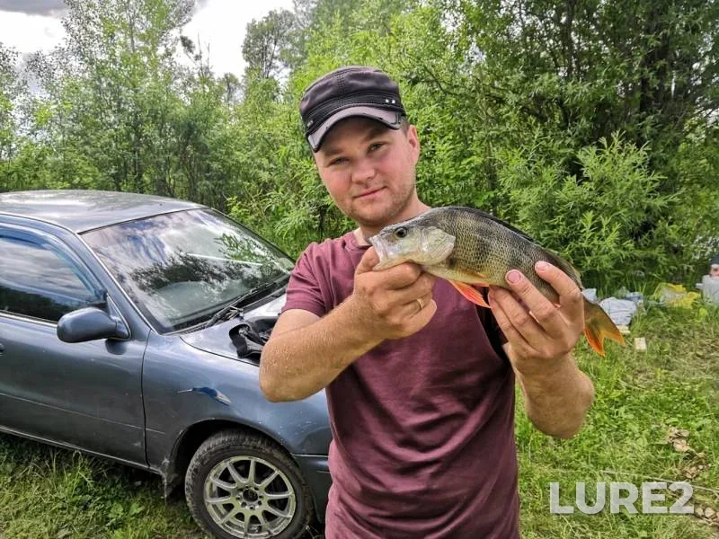 Perch, Zander — Chulym, Jun 24, 2019