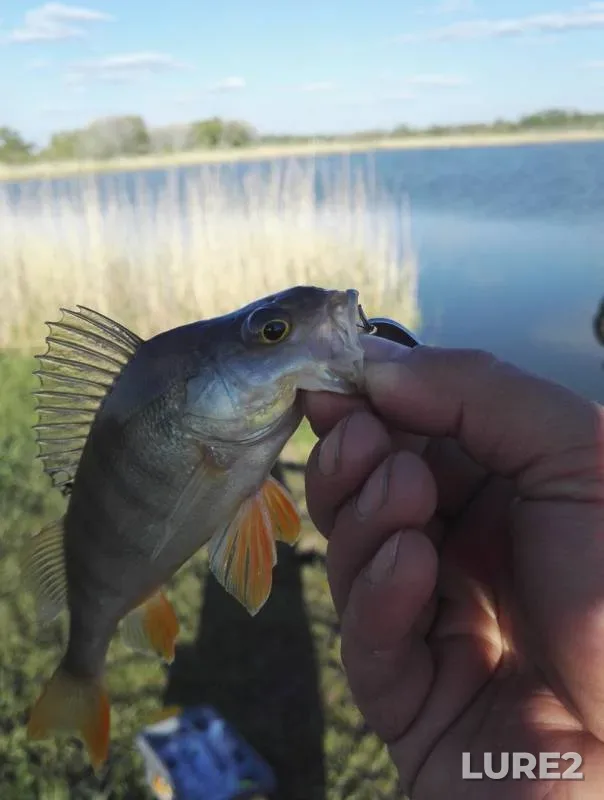 Perch — Omskaya oblast, Omskiy rayon, May 26, 2019
