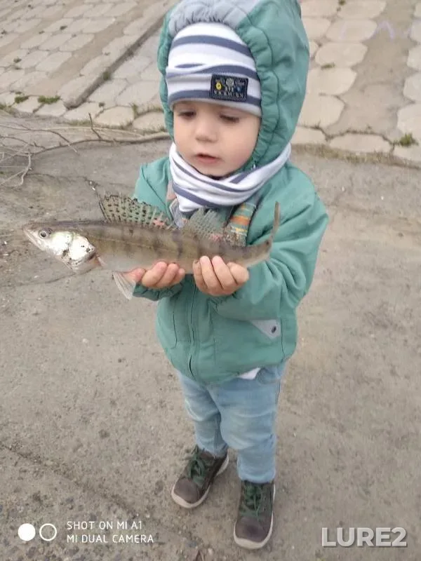 Zander — Om, May 18, 2019