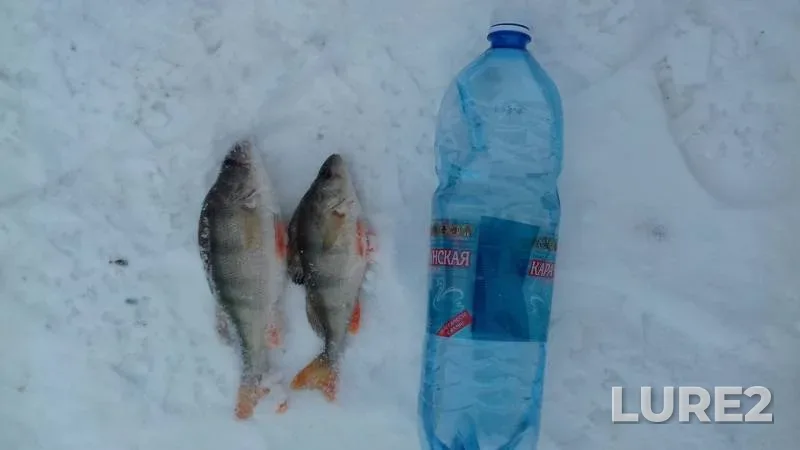 Perch — Irtysh, Jan 26, 2019