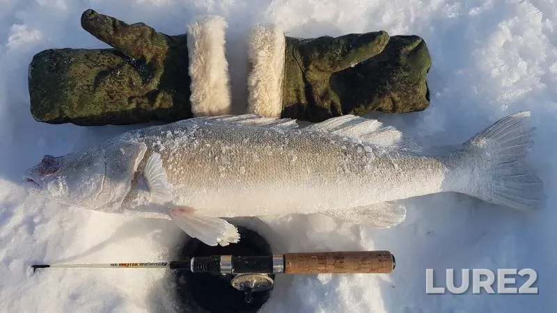 Zander — Novosibirskoye, Jan 26, 2019
