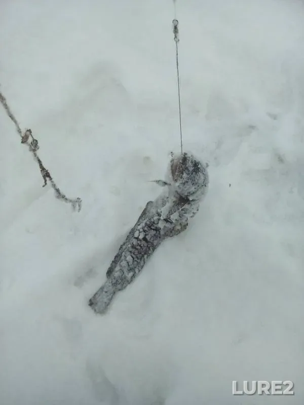 Burbot — Tom, Dec 18, 2018