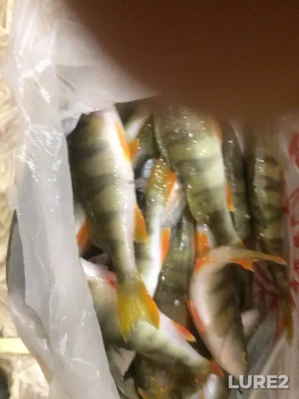 Perch — Unga, Dec 13, 2018