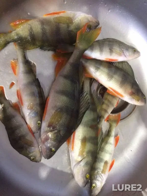 Perch — Kemerovskaya oblast, Dec 03, 2018