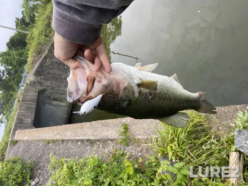 Largemouth bass — Lake Whitehurst, Apr 26, 2019