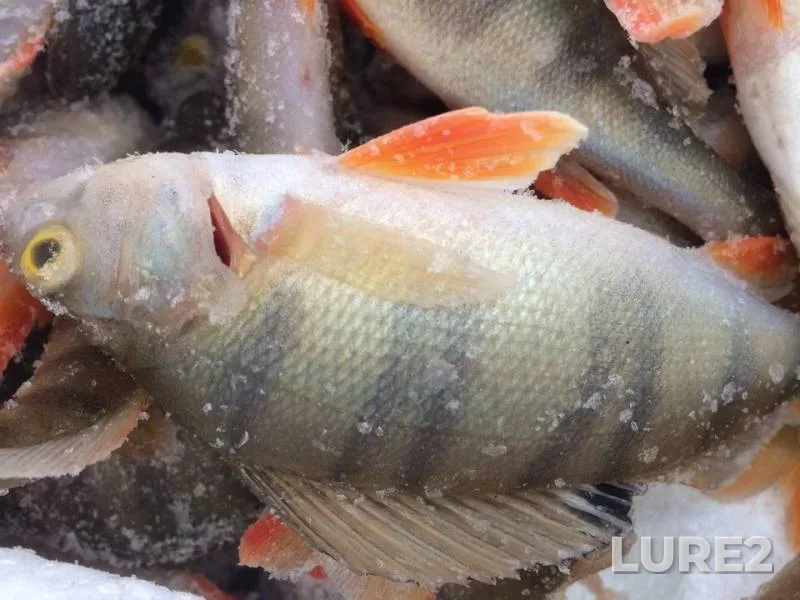 Perch — Lesovik, Nov 29, 2018