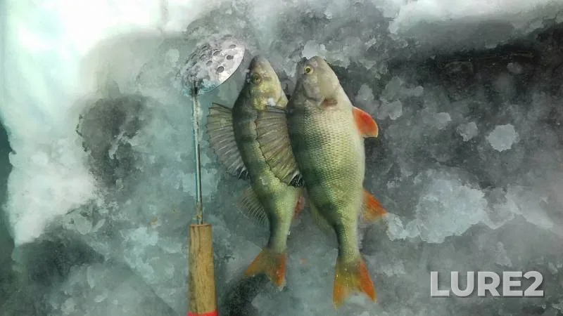 Perch — Irtysh, Nov 28, 2018