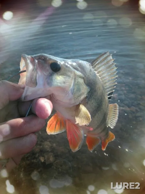 Perch — Tom, Oct 18, 2018