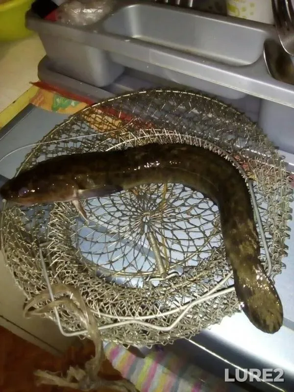 Burbot — Tom, Oct 18, 2018