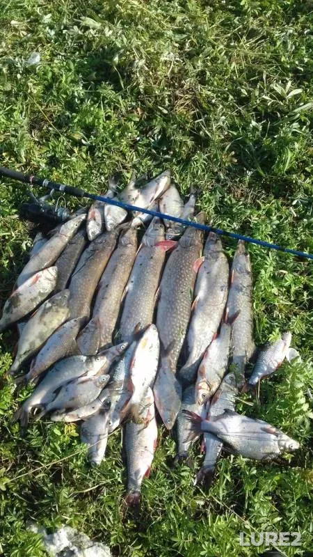 Bream, Pike — Omskaya oblast, Znamenskiy rayon, Sep 14, 2018