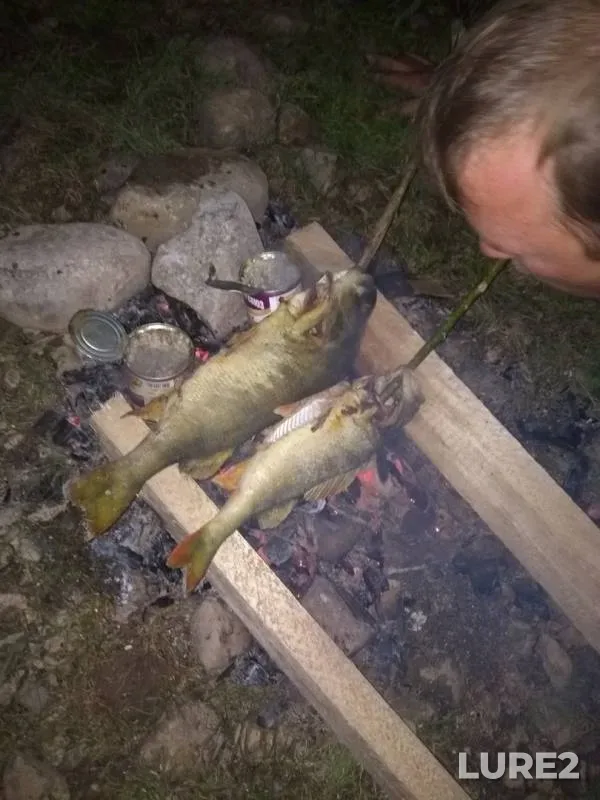 Perch, Pike — Korolikha, Aug 27, 2018