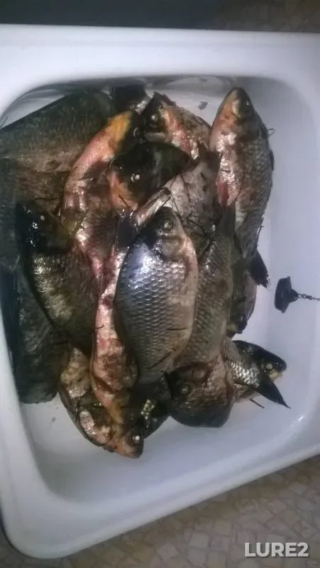 Crucian carp — Omskaya oblast, Tyukalinskiy rayon, Aug 20, 2018